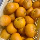 江田島産無農薬の甘夏　入荷しました★